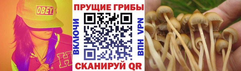 Галлюциногенные грибы Magic Shrooms Купить где Озёры